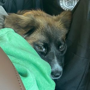 Meet your Posher, Amy